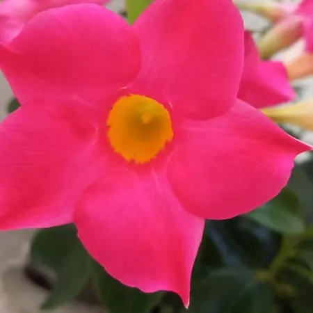 L' Arche * Castellaneta