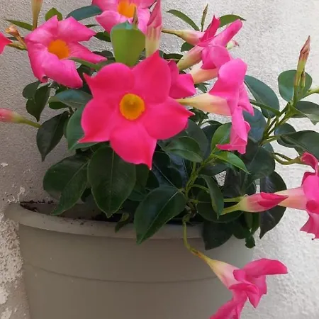 L' Arche Apartamento *