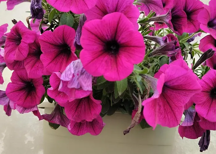 L' Arche * Castellaneta