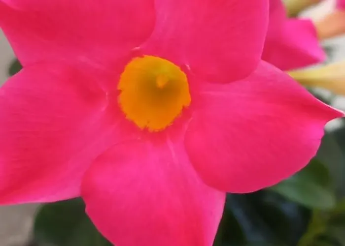 L' Arche * Castellaneta