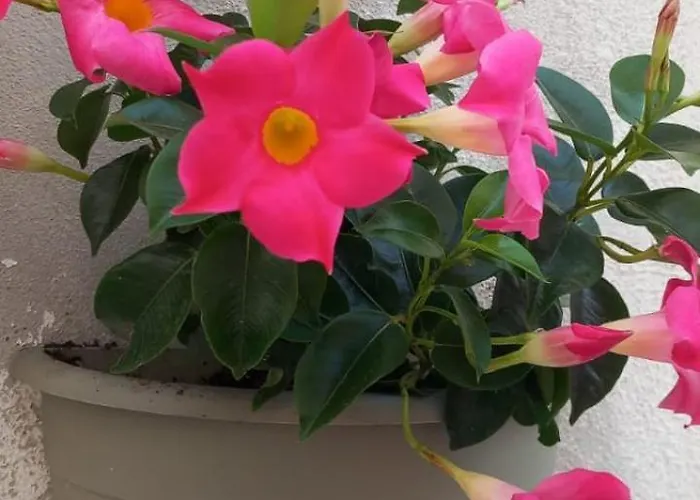 L' Arche Lejlighed *